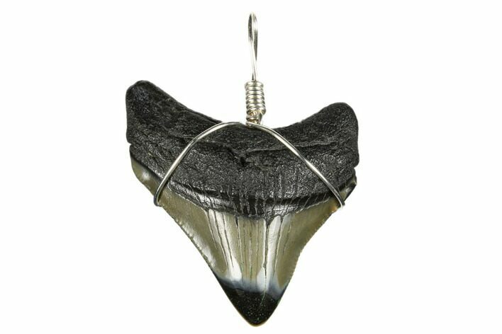 Fossil Megalodon Tooth Necklace #173835